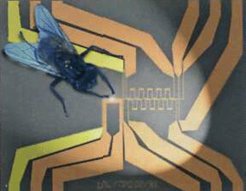 Image of a fly on a microchip